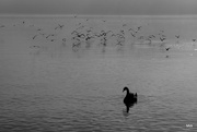 6th Jan 2015 - 2015_01_06 a white mute swan, all in black