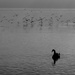 2015_01_06 a white mute swan, all in black by mona65