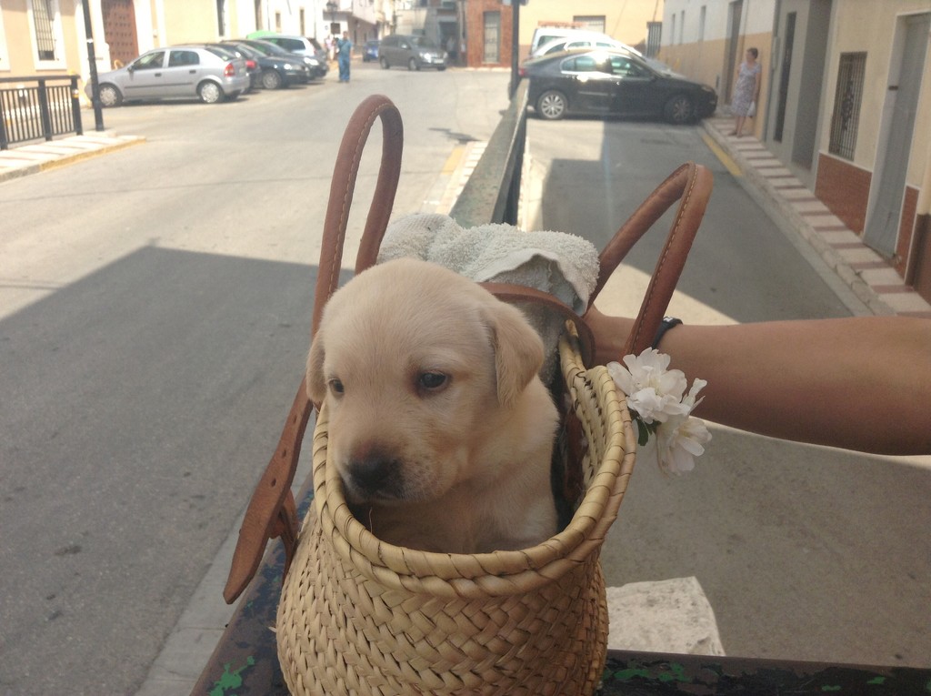Dog in a basket by kyfto