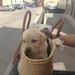 Dog in a basket by kyfto