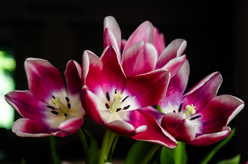 Tulips by salza