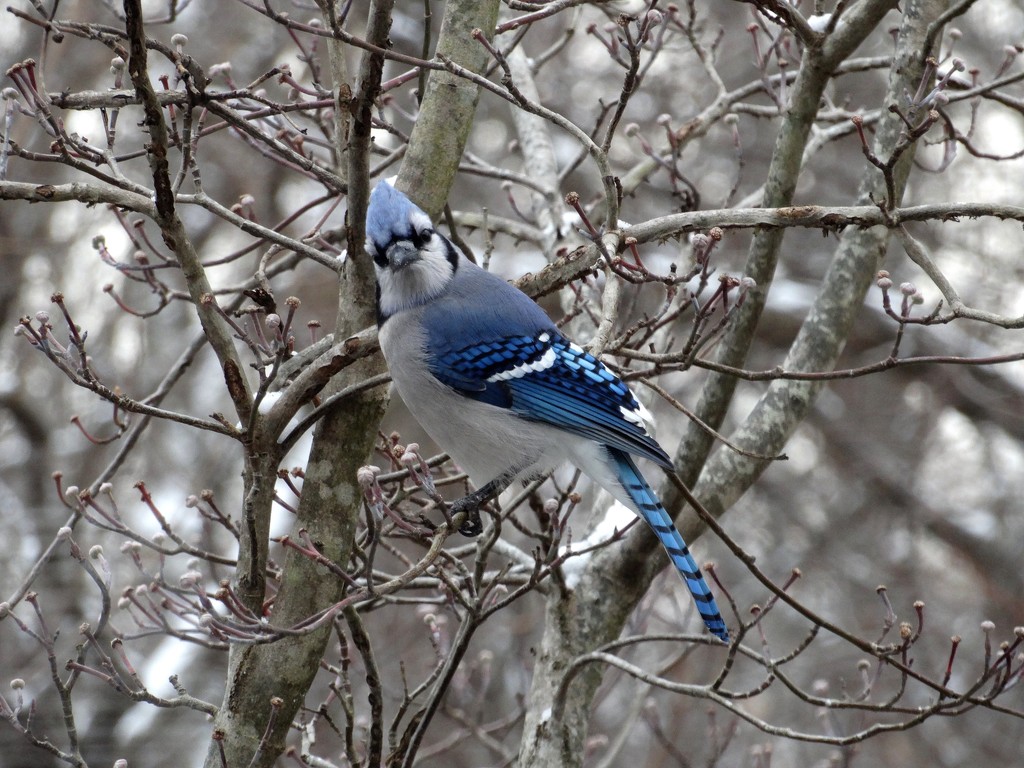 Spotted by the Blue Jay by khawbecker