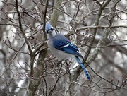 6th Jan 2015 - Spotted by the Blue Jay