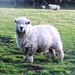 Grey Faced Dartmoor by julienne1