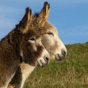 3rd Jan 2015 - two dirty donks on guard