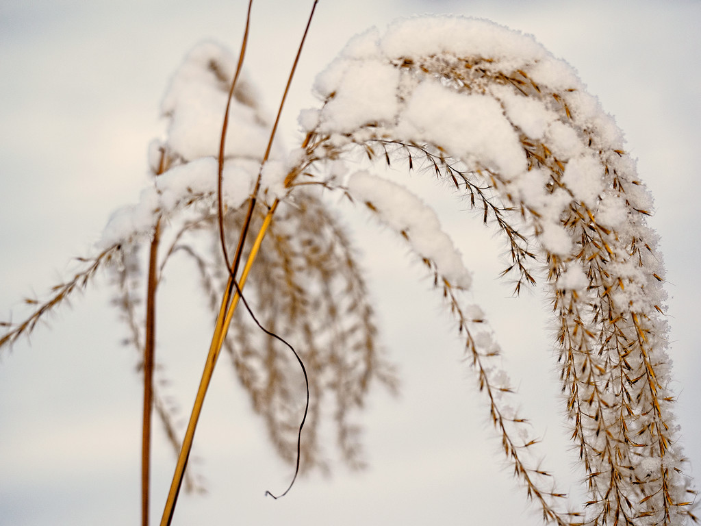 Native Grass and Snow by tosee