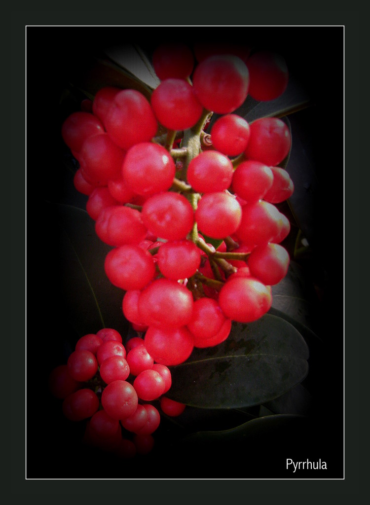 Berries by pyrrhula