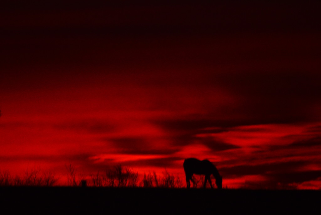 Black Horse, Red Morning by kareenking