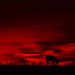 Black Horse, Red Morning by kareenking