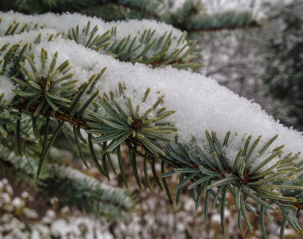 Snowy pine by loweygrace