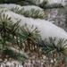 Snowy pine by loweygrace