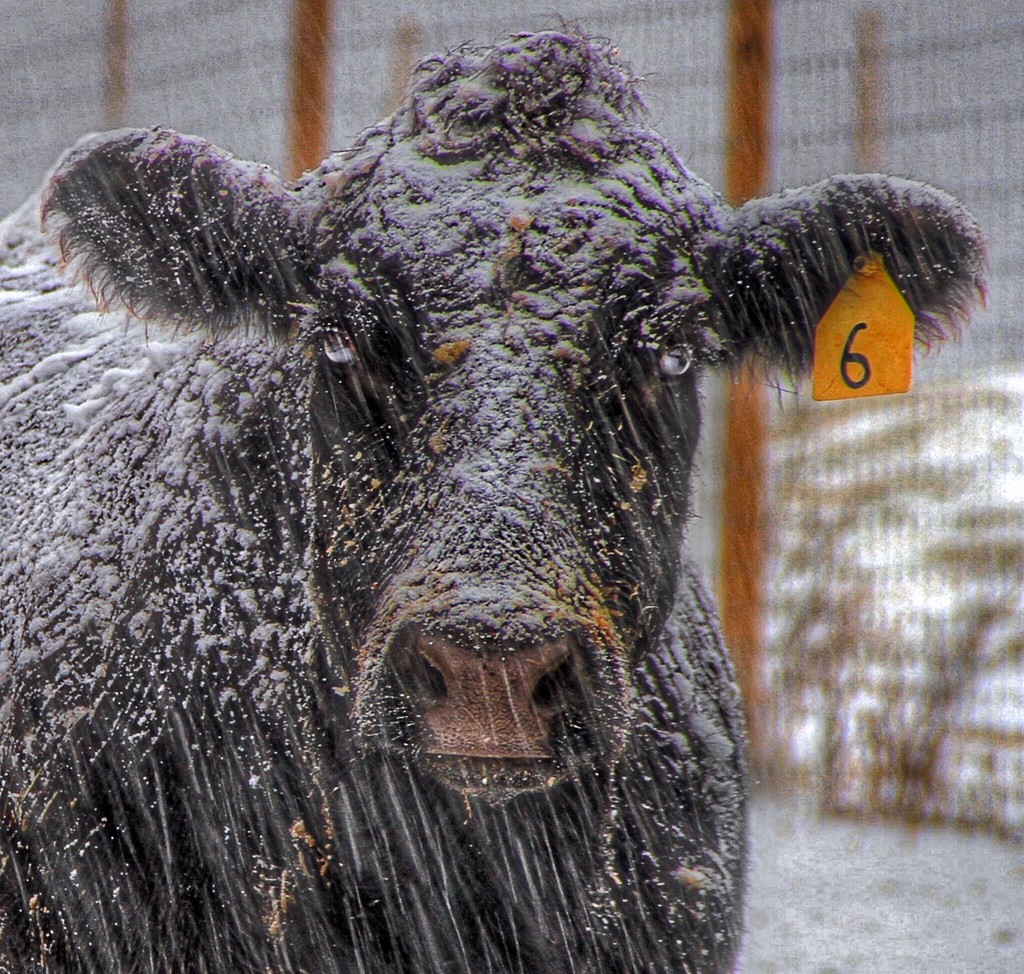 Cold Cow by sbolden