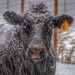 Cold Cow by sbolden