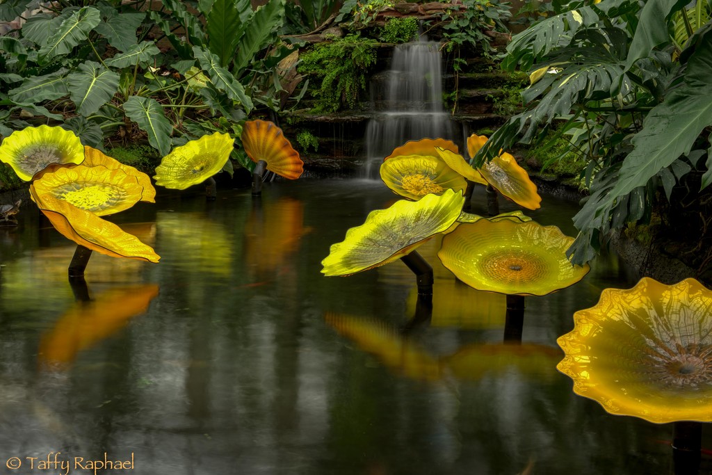 Chihuly Pond by taffy