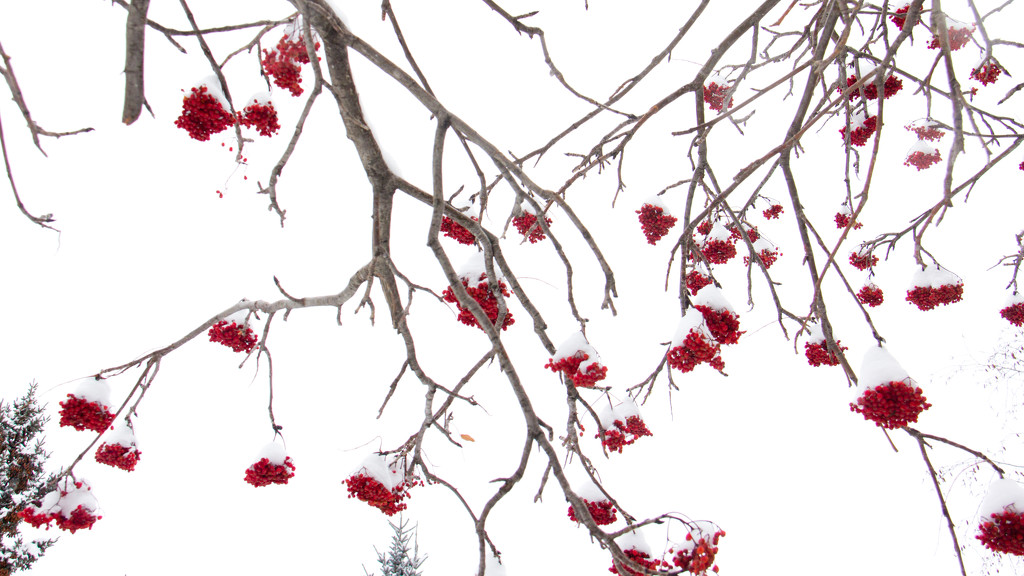 Berries on White by kph129