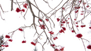 6th Jan 2015 - Berries on White