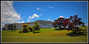 7th Jan 2015 - Museum Pohutukawa...It just jumped in front of my Camera....