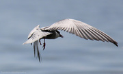7th Jan 2015 - Tern in flight