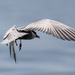 Tern in flight by flyrobin