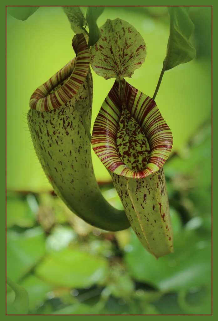 Pitcher plant by dide