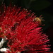 Belated Christmas bee by kiwinanna