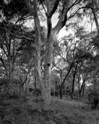 7th Jan 2015 - Spotted gum