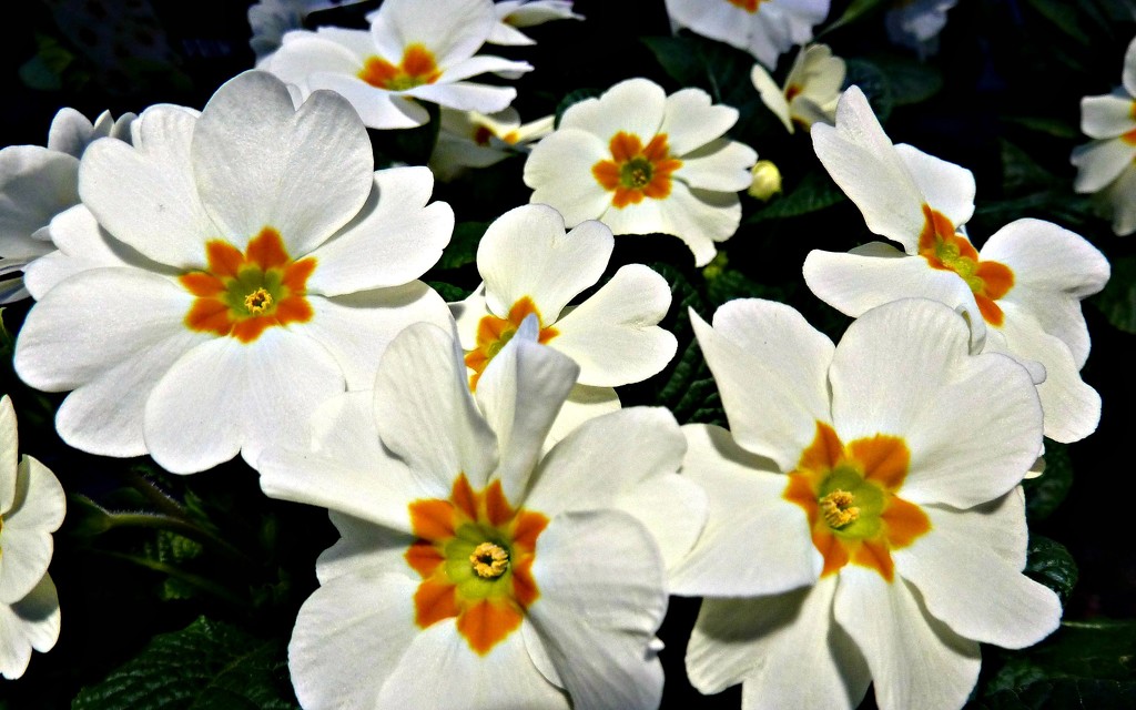 Pretty Primulas by wendyfrost