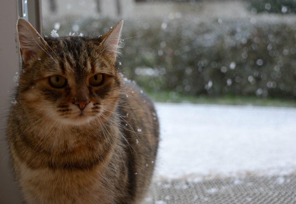 Snowy cat by pavlina