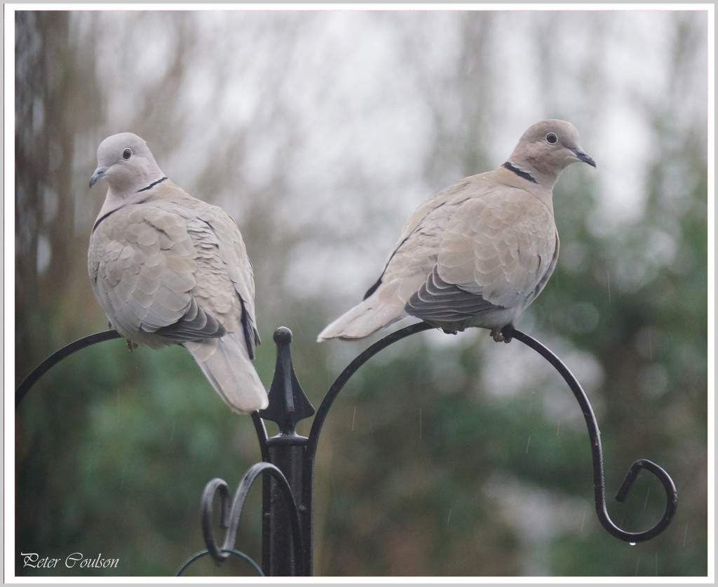 Collared Doves-2 by pcoulson