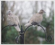 7th Jan 2015 - Collared Doves-2