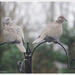 Collared Doves-2 by pcoulson