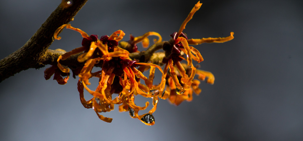 Hamamelis with drip by jankoos