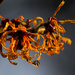 Hamamelis with drip by jankoos