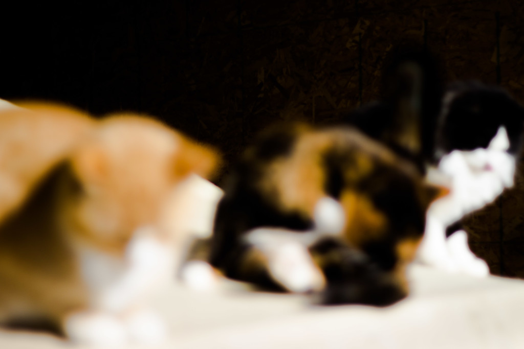 blurred cats by aecasey