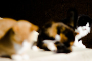 5th Jan 2015 - blurred cats