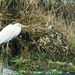 Great White Heron by gardencat