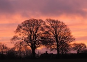 7th Jan 2015 - Trees at sunrise