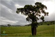 8th Jan 2015 - Queensland bottle tree