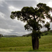 Queensland bottle tree by kerenmcsweeney