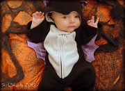 28th Oct 2010 - Baby Bat