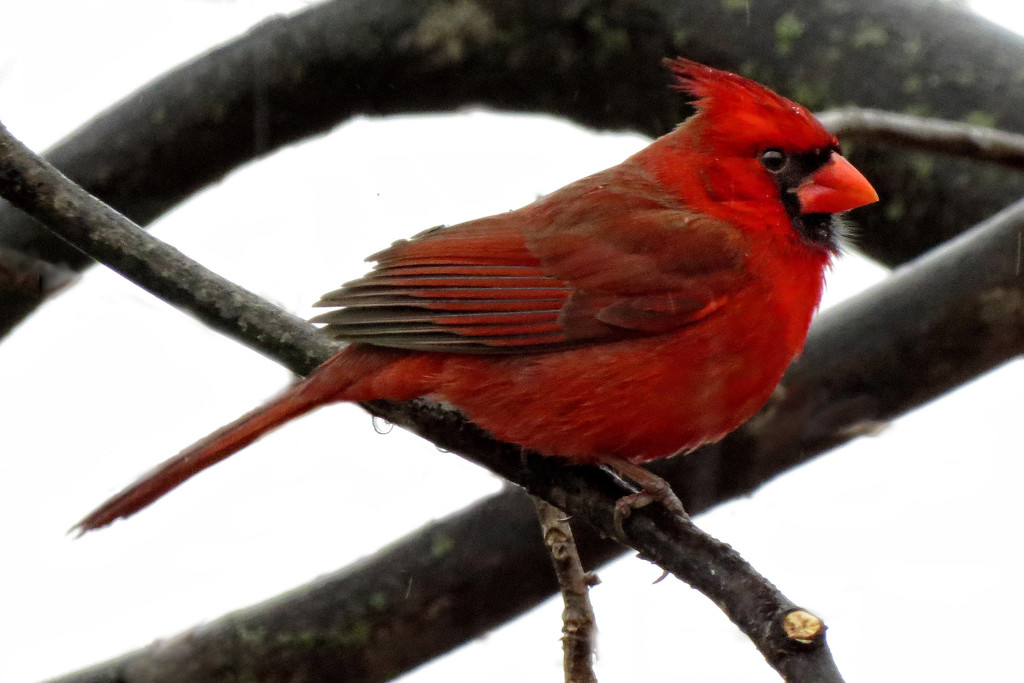 Rainy Day Cardinal by milaniet