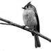 Grey Day - Grey Bird by milaniet