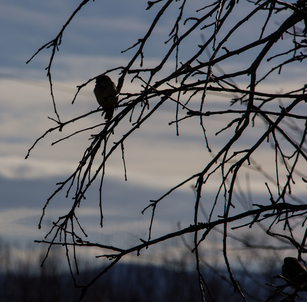 Birds in the tree by randystreat