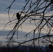 7th Jan 2015 - Birds in the tree