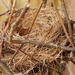 Bird's Nest by philhendry