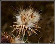 8th Jan 2015 - dried thistle