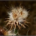 dried thistle by cruiser