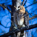 Cooper's Hawk? Or Red-Shouldered Hawk? by darylo