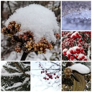 8th Jan 2015 - Winter Collage