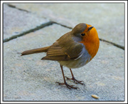 8th Jan 2015 - Robin-2